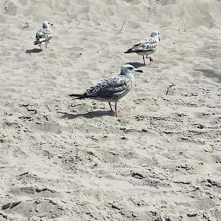 Appartamento Caro - Naj Dąbki