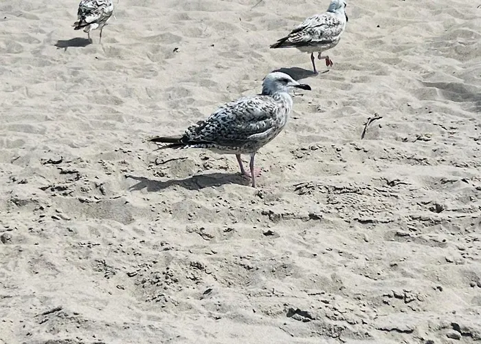 Appartamento Caro - Naj Dąbki